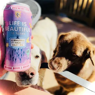 Dogsitting drinking Big Dog&apos;s Brewing loveliness!! This IPA is so bright &amp; beautiful!