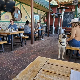 Lunch outside on the patio with our four legged friends! So fun!