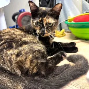 Adoptable cat at shop