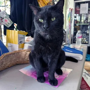 Adoptable cat at shop