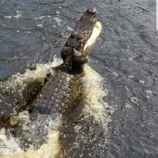 Book online at bigeasyswampadventures.com