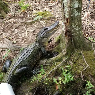 Book online at bigeasyswampadventures.com