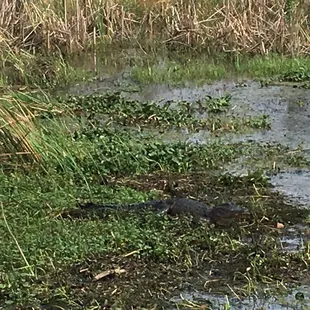 Sunbathing crocodile