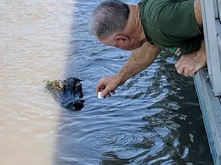 Cajun Critters Swamp Tour