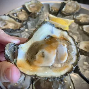 Raw Oysters