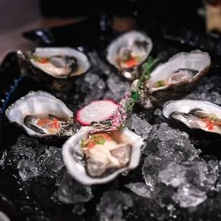 Kumamoto Oysters