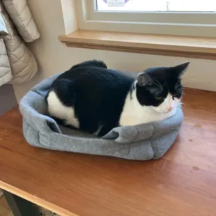 Big Hill Books Mascot Kitty: Goose. He&apos;s quiet and sleepy here but he is one friendly tuxedo Kitty. He came to greet me later on!