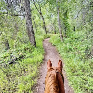 Saw deer here! Riding Nugget