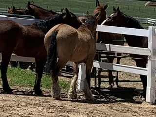 Zuma's Rescue Ranch