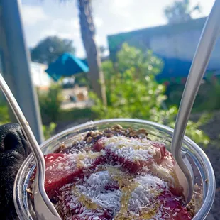 a dog looking out a window