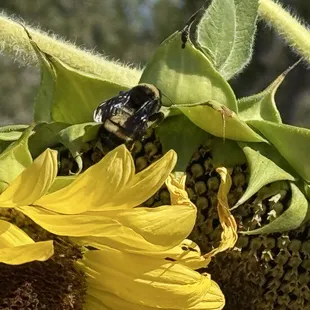 Bees enjoying the sunshine, sunflowers, and beautiful day