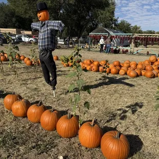 It's time for the great pumpkin