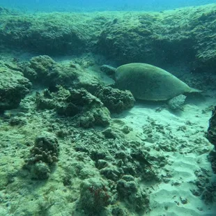 Turule on the seafloor
