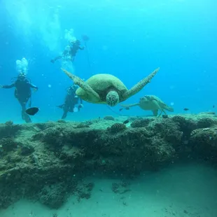 See turtles