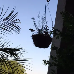 Sit outside, you might be lucky and see these birdies