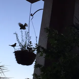a group of birds in a hanging basket
