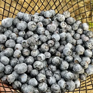 Delicious Ventura blueberries