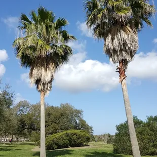 Palm trees and puffy clouds.