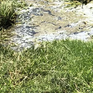 Stagnant mosquito breeding water in the middle of July