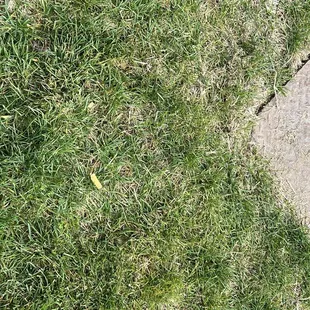 Cigarettes and dog pee