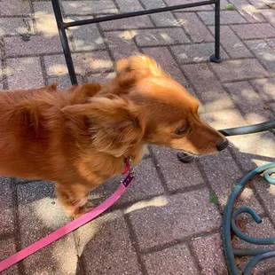 Gretel waiting patiently with momma for some yummy cheesesteak.