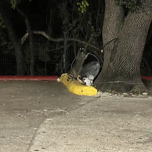 Trash panda