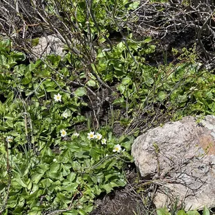 Lovely white flowers along the edge of the lake.