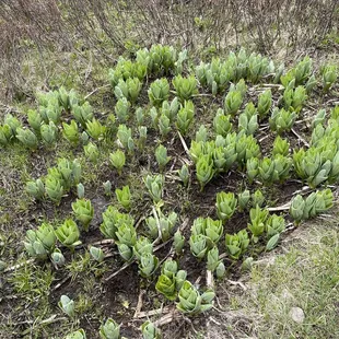 Beautiful leafy plants in a marshy area. Didn't know what they are!