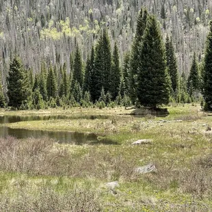 Marshy edges of the reservoir and example of the beetle kill in the area.