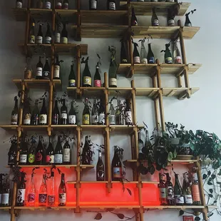 Cool propagated plants