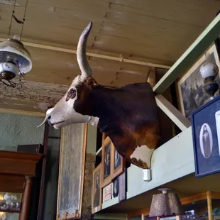MOO !