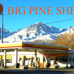 BIG PINE SHELL