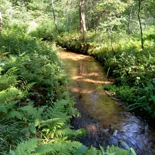 Creek seen on walk