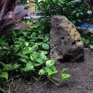 Big Rock Boulder, One of several at planter at Restaurant Row!