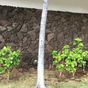 Moss rock installation