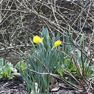 In bloom by the creek