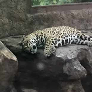 Jaguar