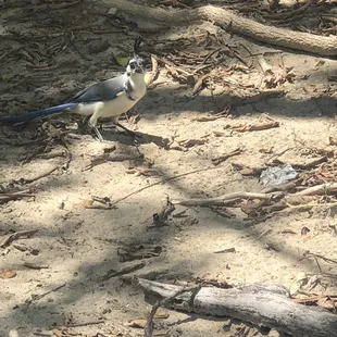 Bird on beach
