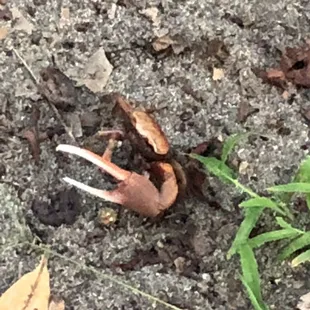Crab on beach