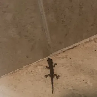 Lizard in my bathroom