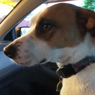 Bring your dog to the drive-in.