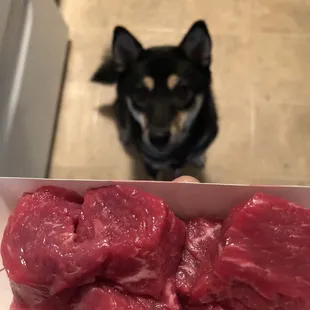 Ino loves the beef stew chunks for a tasty treat!