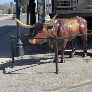 The bull