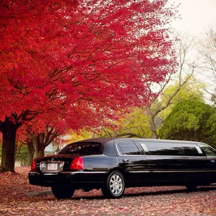 Stretch Limo