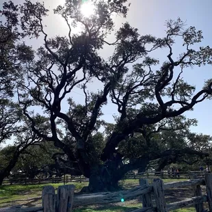 Big Tree 2 miles away from property