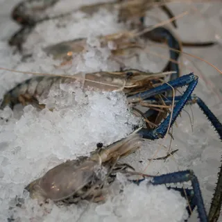 Jumbo Fresh Water Prawns