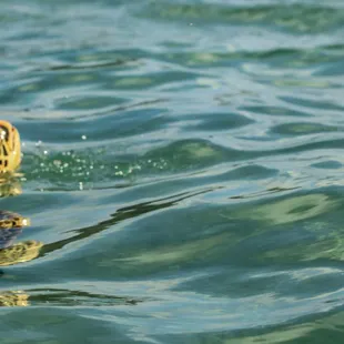 Surf with the turtles, they like to say hi when we surf waikiki, lucky we live hawaii