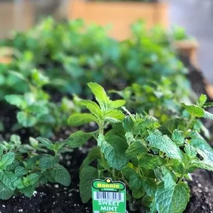 Herb garden for our craftsman drinks