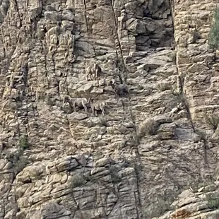 Right across from the river! Big Horn Sheep!!