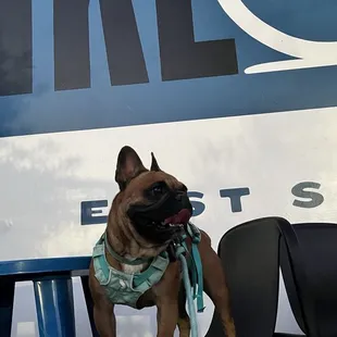 Dog Friendly Brewery